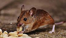 24 Hour & Emergency Exterminators in Hanks, ND